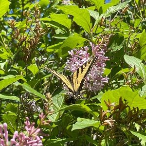 Meet your Posher, Madi